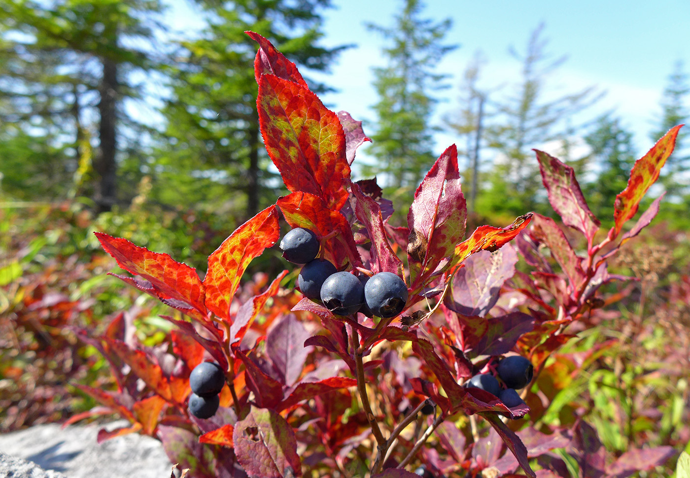 Image of Vaccinium smallii specimen.