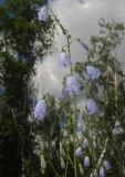 Adenophora liliifolia. Соцветие. Татарстан, Бавлинский р-н, опушка леса. 28.07.2015.