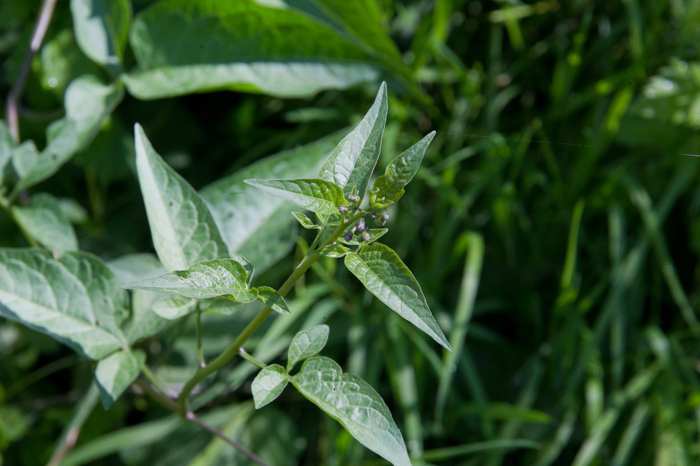 Изображение особи Solanum dulcamara.