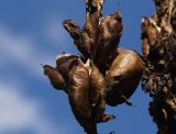 Veratrum lobelianum. Зрелые плоды. Восточный Казахстан, Глубоковский р-н, окр. с. Тарханка, берег речки. 02.08.2015.