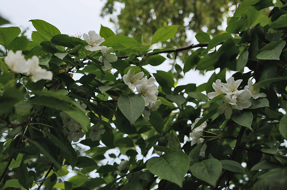 Image of Malus baccata specimen.