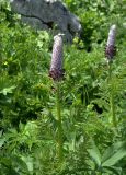 Pedicularis atropurpurea. Цветущие растения. Адыгея, плато Лагонаки, 09.07.2008.