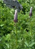 Pedicularis atropurpurea