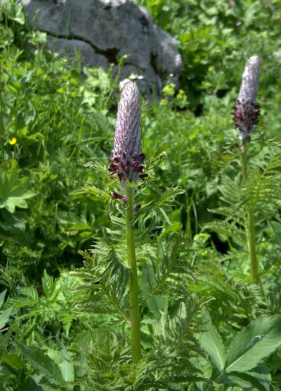 Изображение особи Pedicularis atropurpurea.
