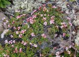 Loiseleuria procumbens