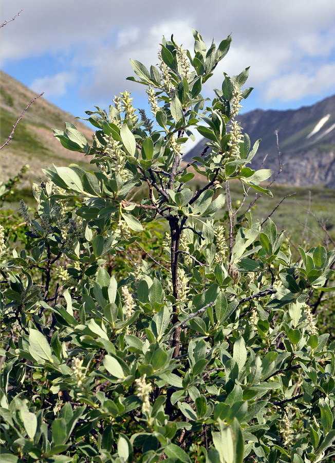 Изображение особи Salix glauca.