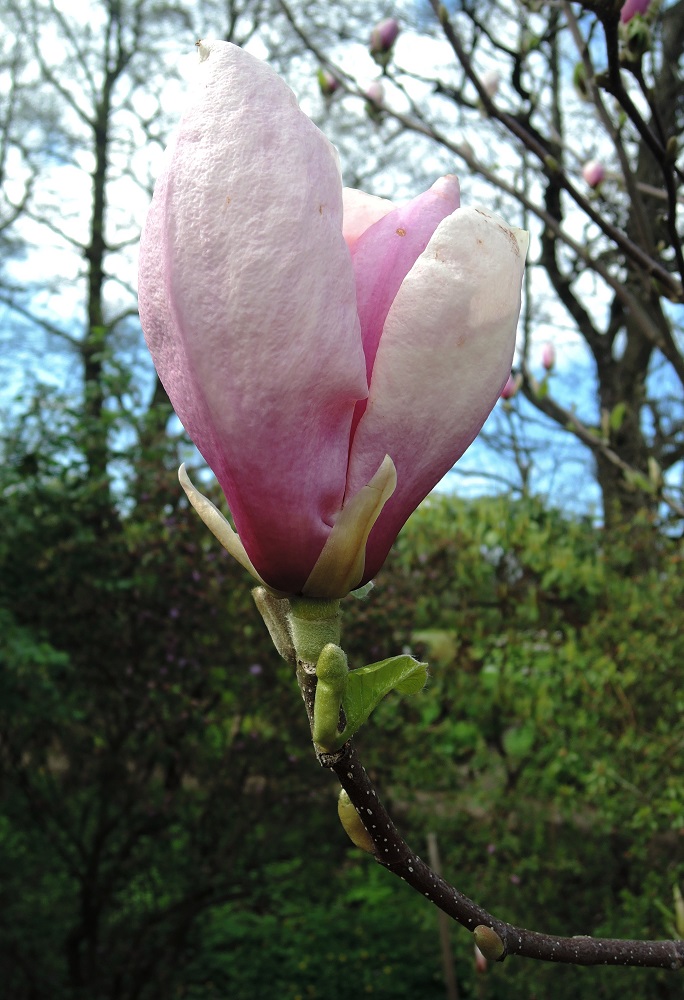 Изображение особи Magnolia × soulangeana.