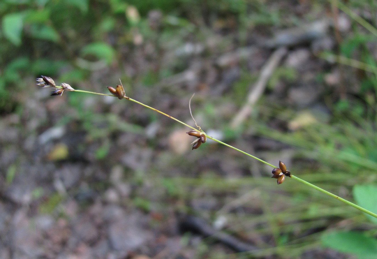 Image of Carex disperma specimen.