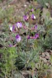 Vicia subvillosa