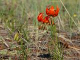 Lilium pumilum