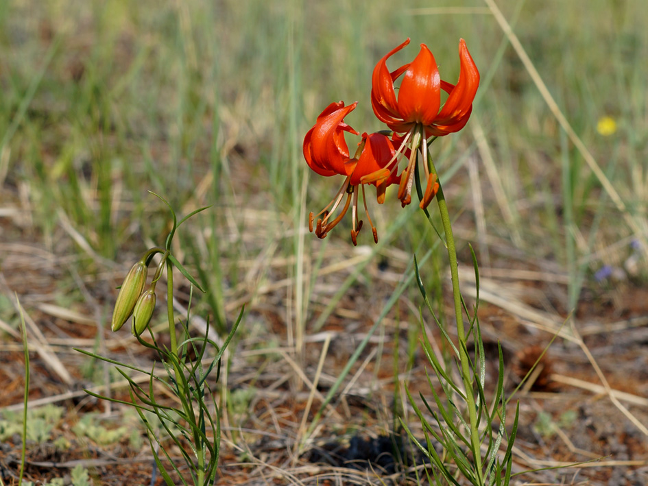 Image of Lilium pumilum specimen.