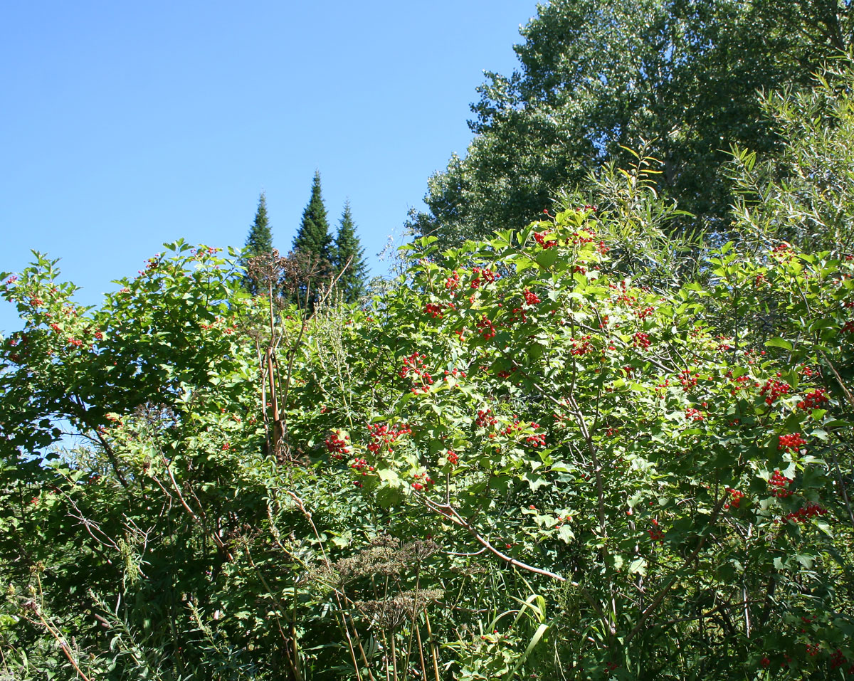 Изображение особи Viburnum opulus.