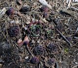 Sempervivum ruthenicum. Куртина нецветущих растений. Украина, Киев, заказник \"Лесники\", боровая терраса Днепра, сосновый лес. 5 мая 2007 г.