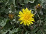 Taraxacum erythrospermum