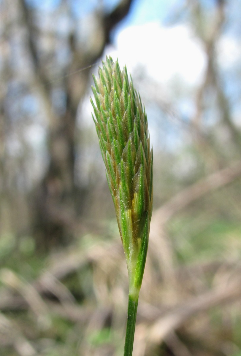 Изображение особи Carex michelii.