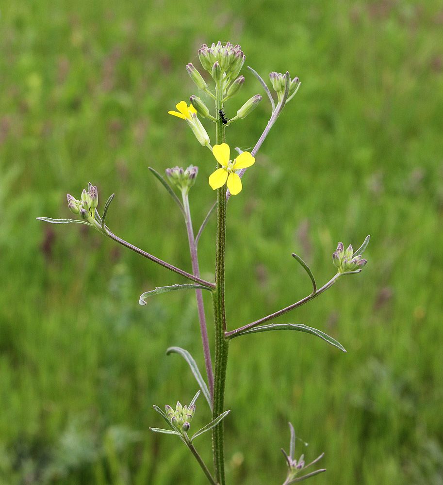 Изображение особи Erysimum canescens.