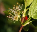 Prunus domestica