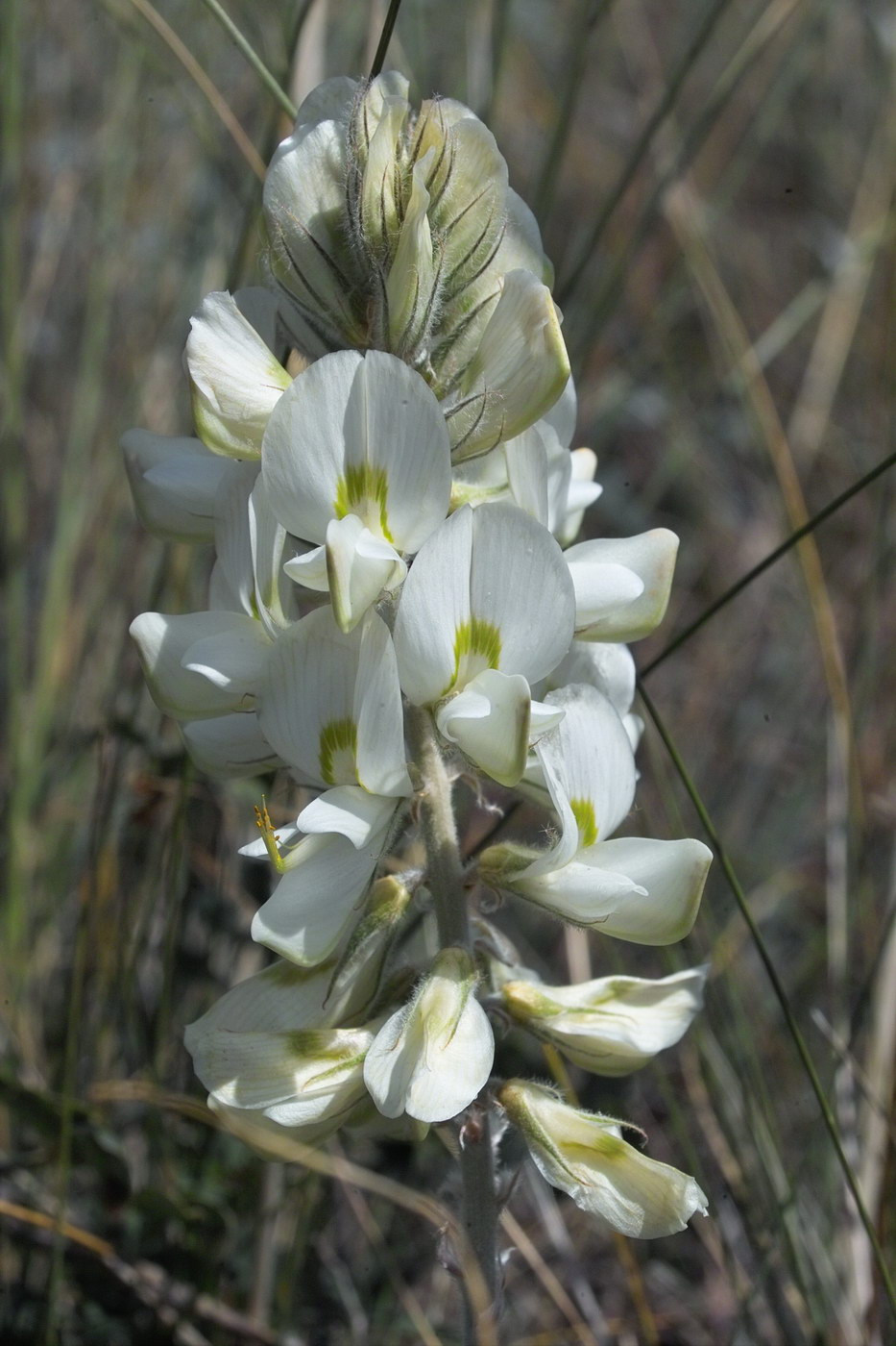 Image of Hedysarum grandiflorum specimen.