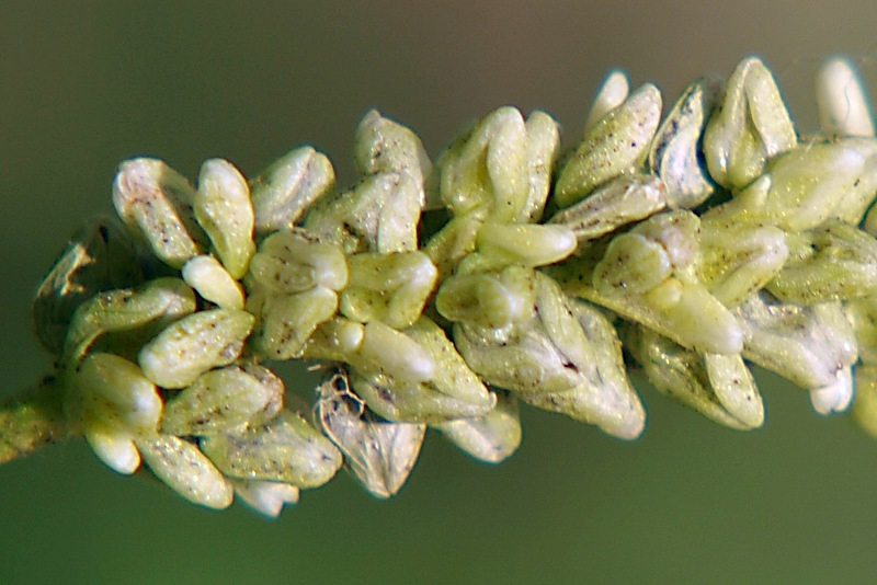 Изображение особи Persicaria lapathifolia.