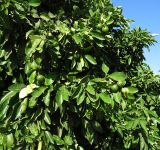 Citrus × paradisi