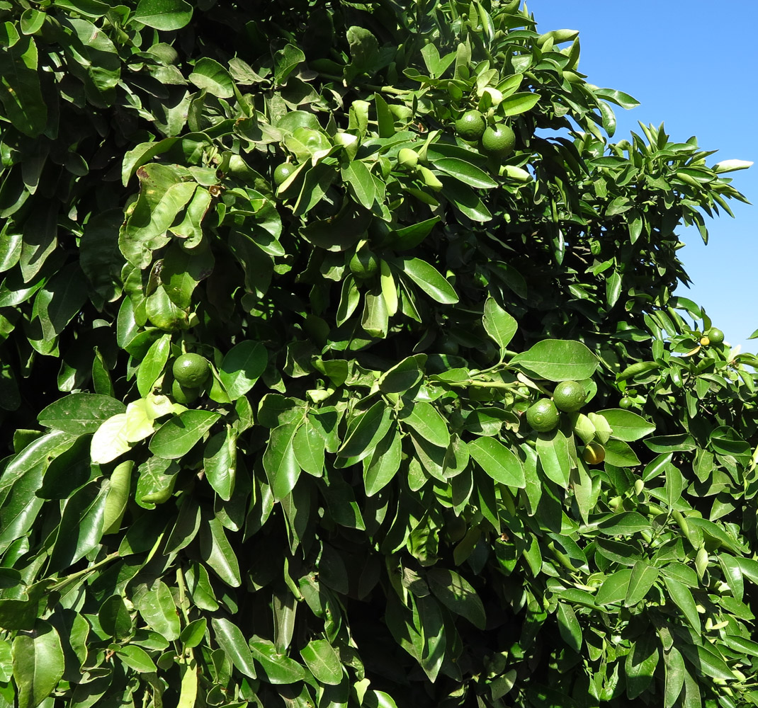 Image of Citrus × paradisi specimen.