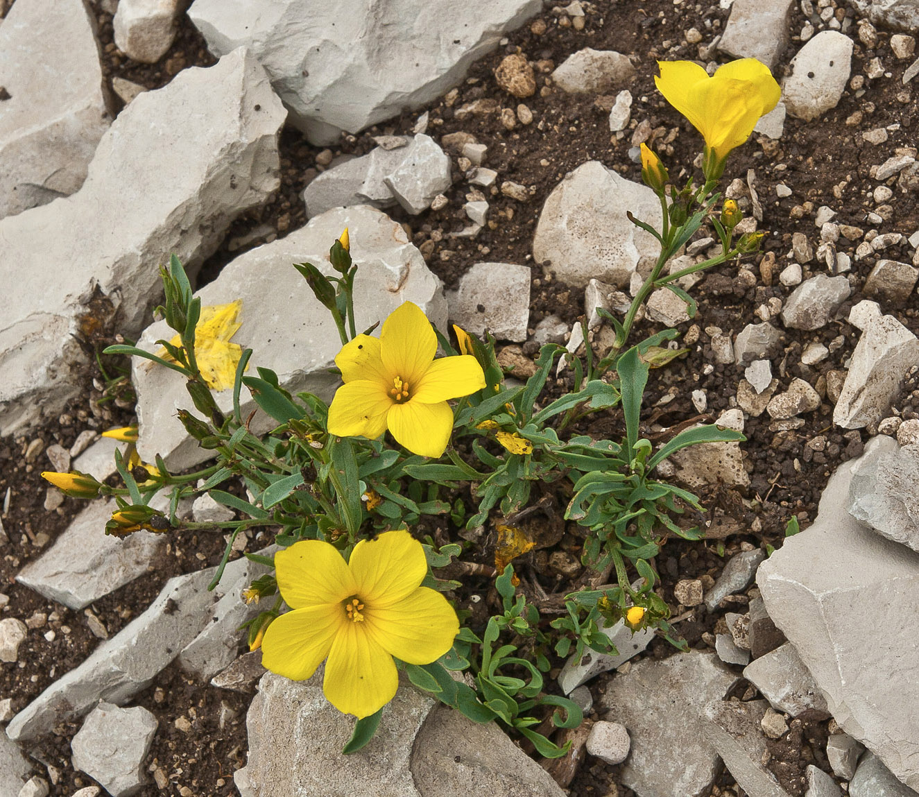 Изображение особи Linum tauricum.