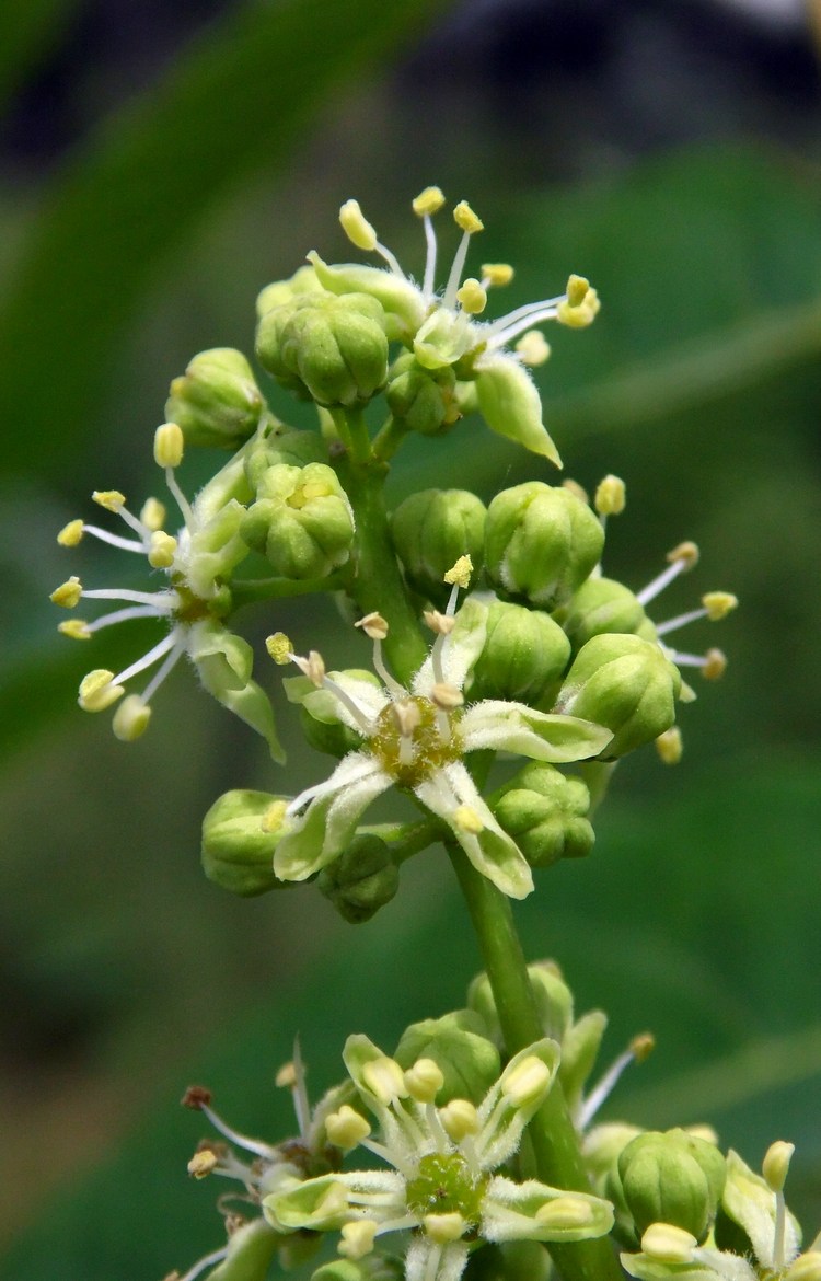 Изображение особи Ailanthus altissima.