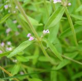 Thymus marschallianus. Нижняя часть соцветия. Пензенская обл., Мокшанский р-н, открытый склон в окр. с. Подгорное. 13 июня 2016 г.