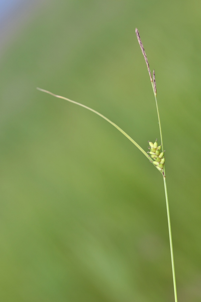 Изображение особи Carex scabrifolia.