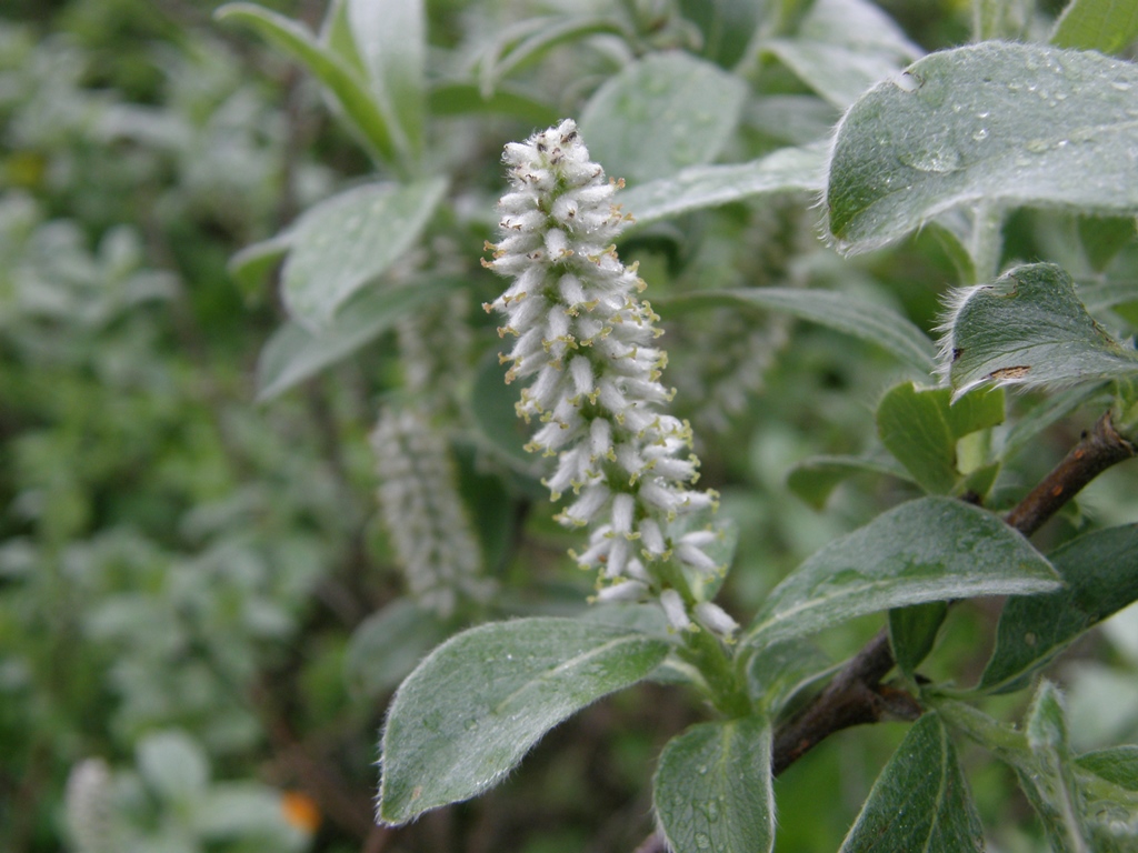 Изображение особи Salix glauca.