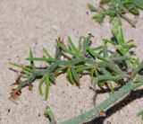 Limonium papillatum. Веточка с остатками сухих цветков. Испания, автономное сообщество Канарские острова, остров Фуэртевентура, провинция Лас Пальмас, муниципалитет Ла Олива, северные окр. пос. Эль Котильо, дюны у мыса de la Enrocadiza. 13.03.2016.