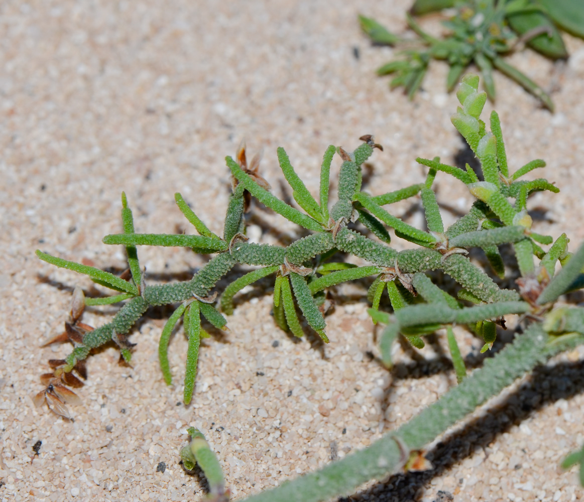 Изображение особи Limonium papillatum.