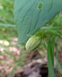 Viola rupestris. Коробочка с созревающими семенами и часть листа. Увеличенное изображение. Коми, г. Печора, смешанный лес на окраине Печоры. 14.07.2016.