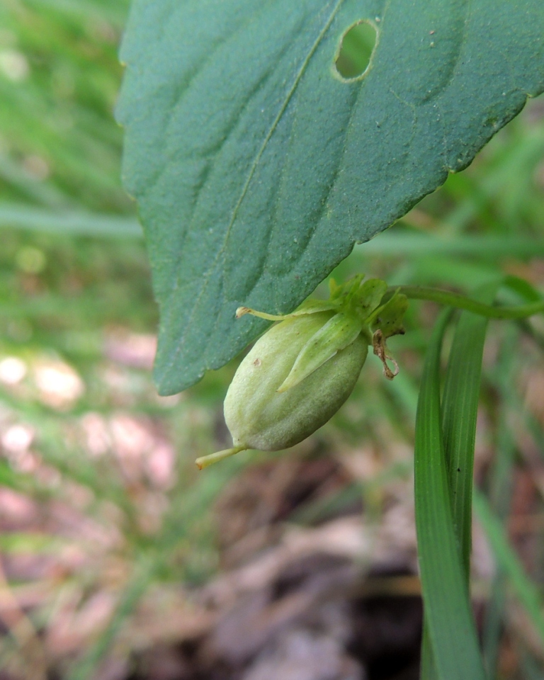 Image of Viola rupestris specimen.