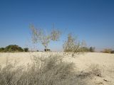 Tetraena dumosa. Растения с остатками плодов. Израиль, центральная Арава, южные окр. пос. Сапир, лёссово-песчаный субстрат. 28.10.2014.