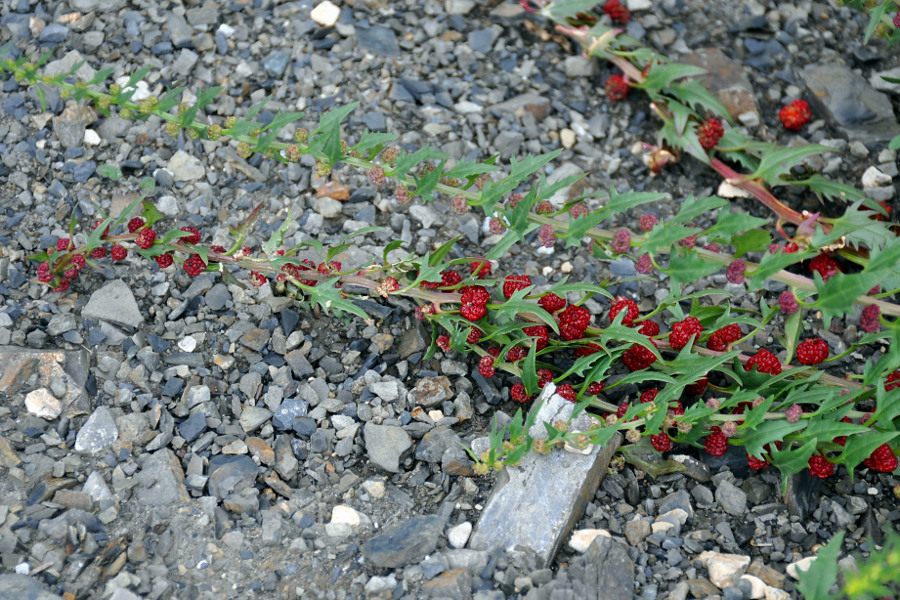 Image of Blitum virgatum specimen.