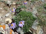 Rhinactinidia eremophila