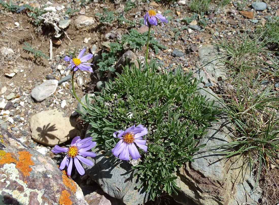 Image of Rhinactinidia eremophila specimen.