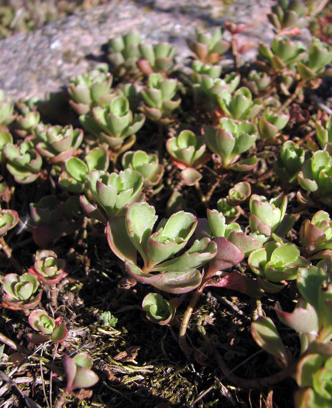 Image of Sedum spurium specimen.