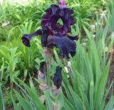 Iris &times; hybrida