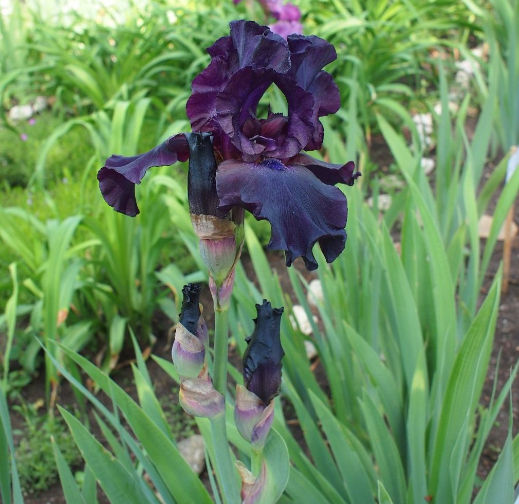 Изображение особи Iris &times; hybrida.