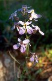 Hesperis steveniana. Соцветие с завязавшимися внизу плодами. Украина, Крым, Никитский ботанический сад, заповедник \"Мыс Мартьян\", лес. Средина апреля 2002 г.
