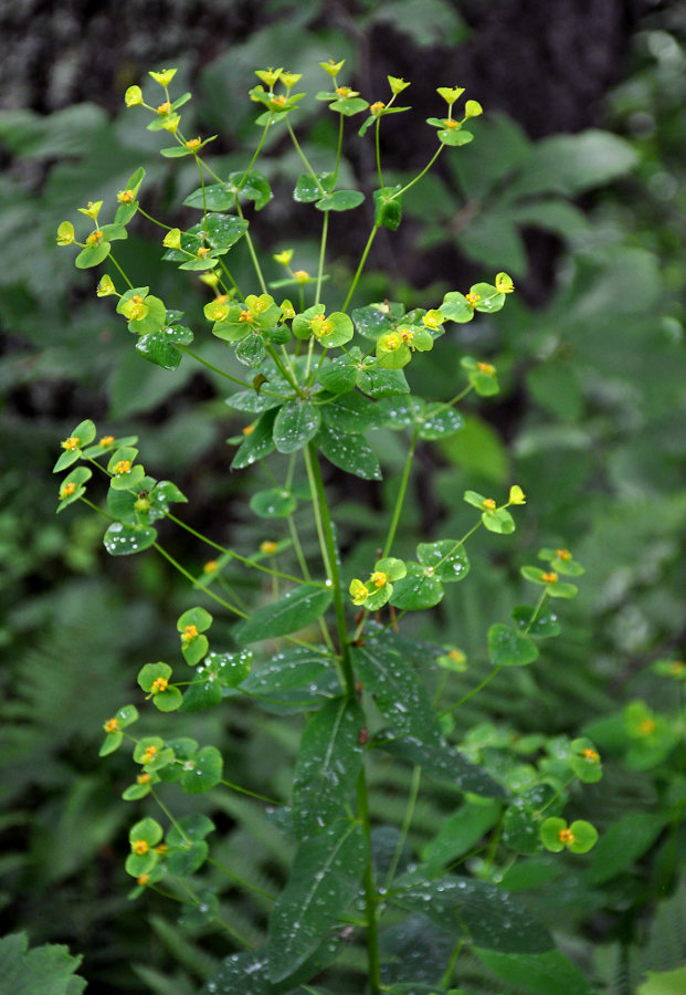 Изображение особи Euphorbia stricta.