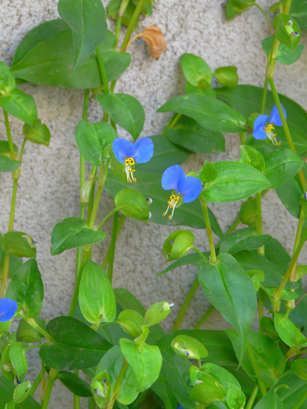 Изображение особи Commelina communis.