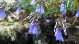 Mertensia rivularis