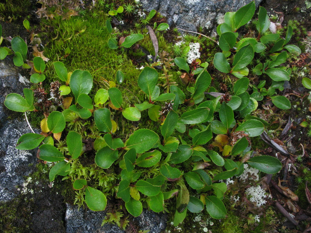 Image of Salix turczaninowii specimen.