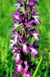 Anacamptis laxiflora ssp. elegans