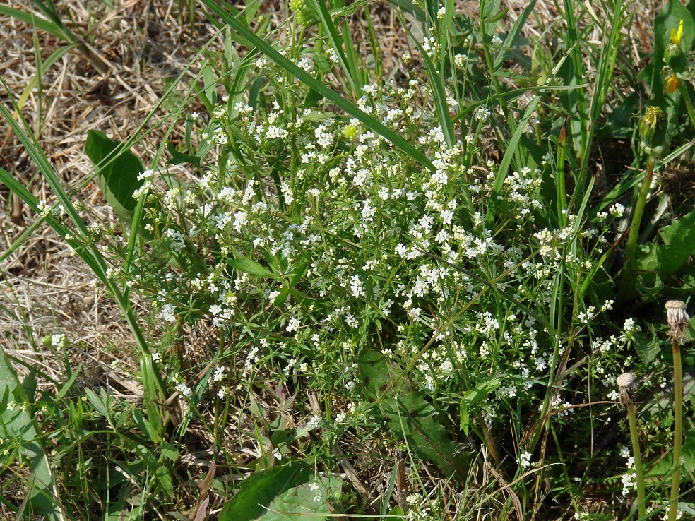 Изображение особи Galium uliginosum.