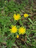 Sonchus oleraceus