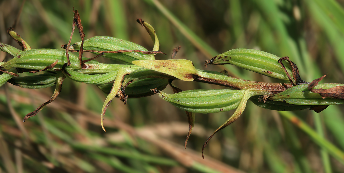 Изображение особи Platanthera metabifolia.